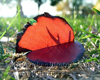 Photograph of Translucent leaf from www.MilwaukeePhotos.com (C) Ian Pritchard